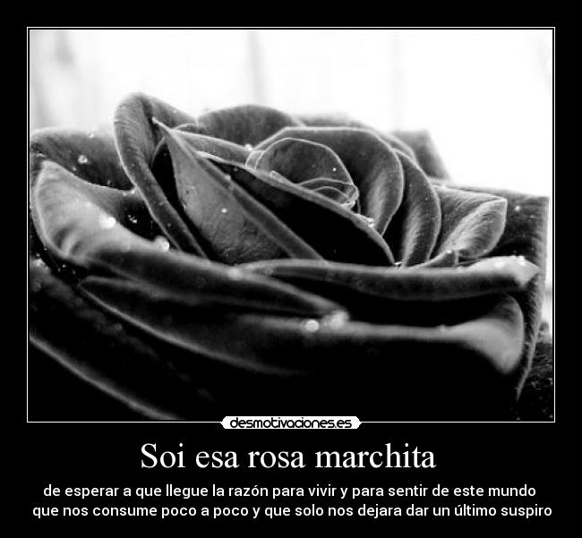 Soi esa rosa marchita - de esperar a que llegue la razón para vivir y para sentir de este mundo
que nos consume poco a poco y que solo nos dejara dar un último suspiro