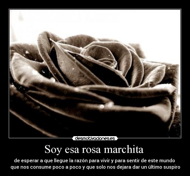 Soy esa rosa marchita -