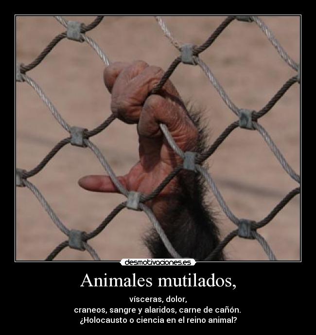 Animales mutilados, - vísceras, dolor,
craneos, sangre y alaridos, carne de cañón. 
¿Holocausto o ciencia en el reino animal?