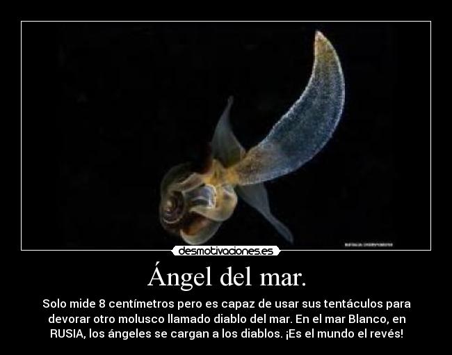 Ángel del mar. - Solo mide 8 centímetros pero es capaz de usar sus tentáculos para
devorar otro molusco llamado diablo del mar. En el mar Blanco, en
RUSIA, los ángeles se cargan a los diablos. ¡Es el mundo el revés!