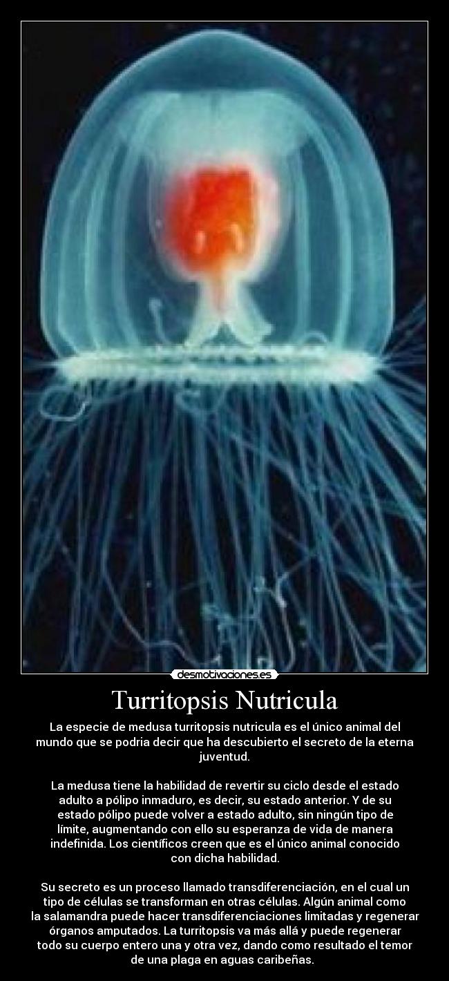 Turritopsis Nutricula - La especie de medusa turritopsis nutricula es el único animal del
mundo que se podria decir que ha descubierto el secreto de la eterna
juventud.
La medusa tiene la habilidad de revertir su ciclo desde el estado
adulto a pólipo inmaduro, es decir, su estado anterior. Y de su
estado pólipo puede volver a estado adulto, sin ningún tipo de
límite, augmentando con ello su esperanza de vida de manera
indefinida. Los científicos creen que es el único animal conocido
con dicha habilidad.
Su secreto es un proceso llamado transdiferenciación, en el cual un
tipo de células se transforman en otras células. Algún animal como
la salamandra puede hacer transdiferenciaciones limitadas y regenerar
órganos amputados. La turritopsis va más allá y puede regenerar
todo su cuerpo entero una y otra vez, dando como resultado el temor
de una plaga en aguas caribeñas.