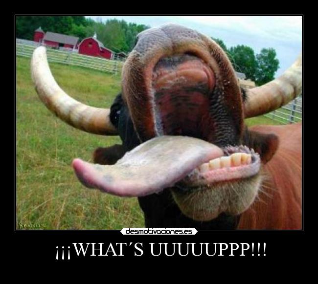 ¡¡¡WHAT´S UUUUUPPP!!! -