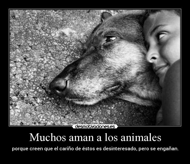 Muchos aman a los animales - 