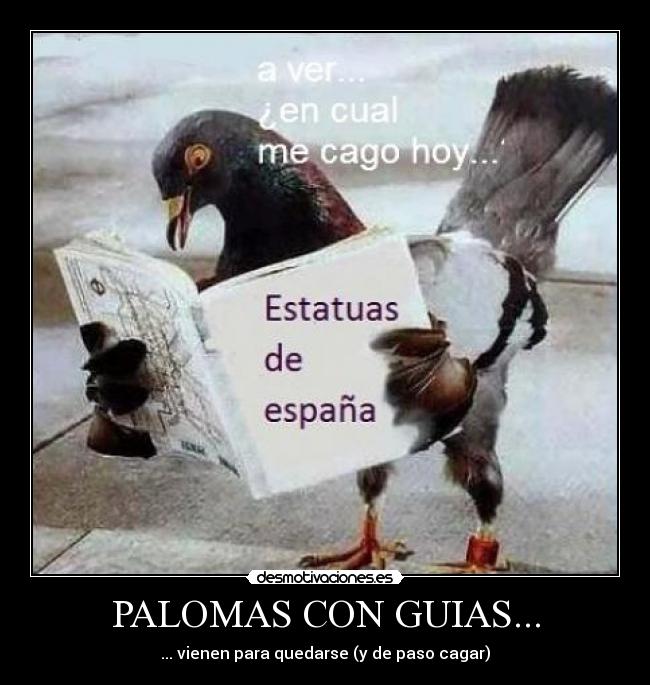 PALOMAS CON GUIAS... - ... vienen para quedarse (y de paso cagar)