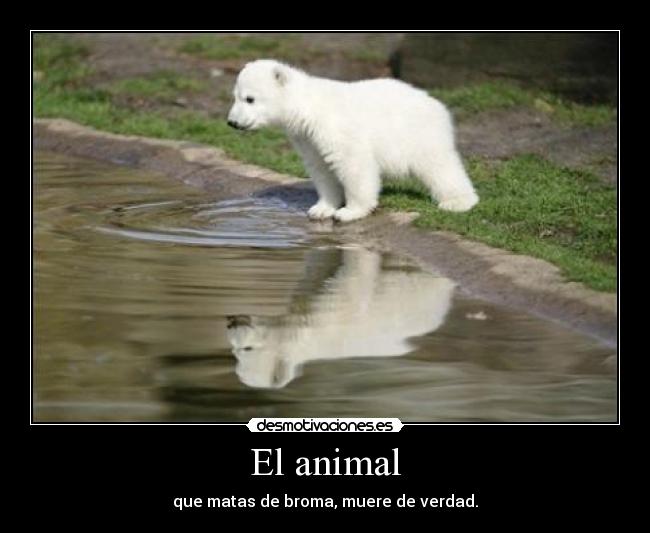 El animal - que matas de broma, muere de verdad.