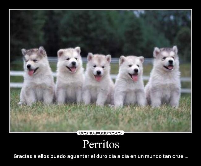 Perritos - 
