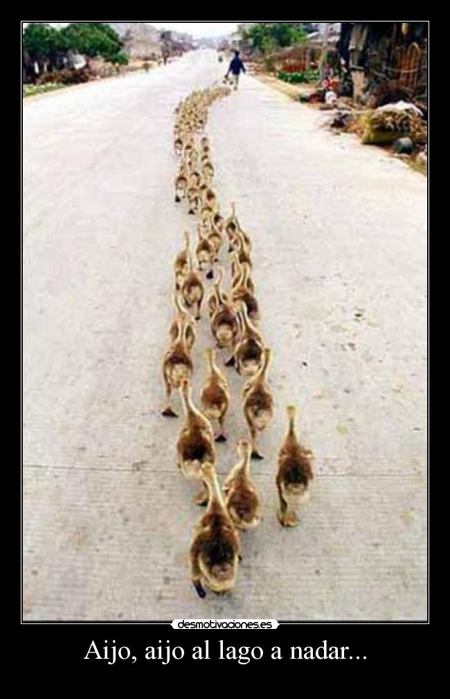 Aijo, aijo al lago a nadar... -