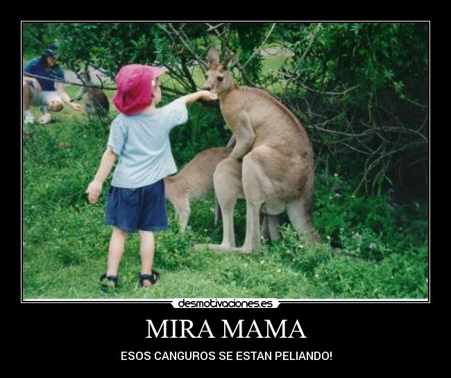 MIRA MAMA - ESOS CANGUROS SE ESTAN PELIANDO!