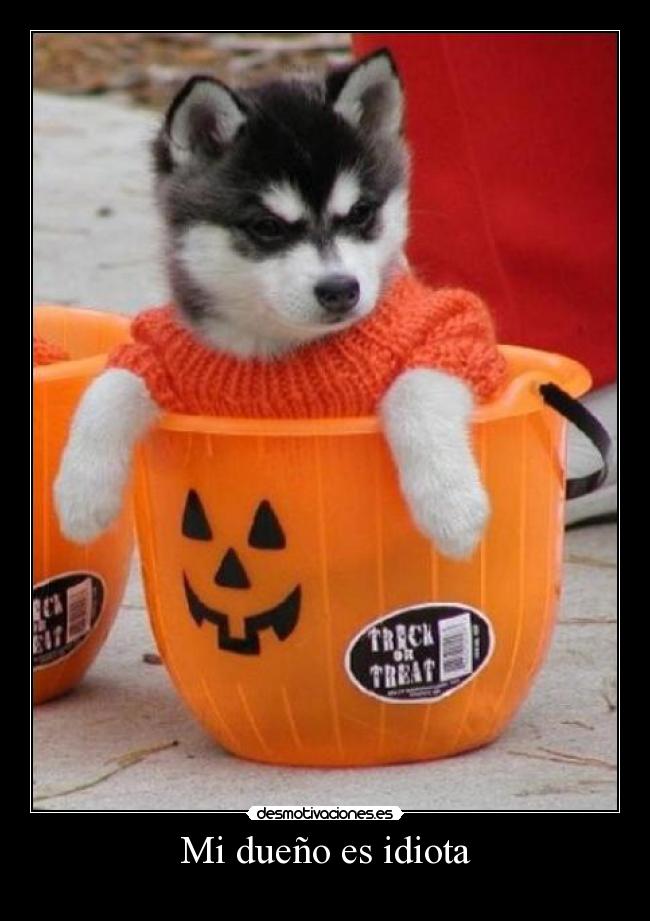 Mi dueño es idiota -