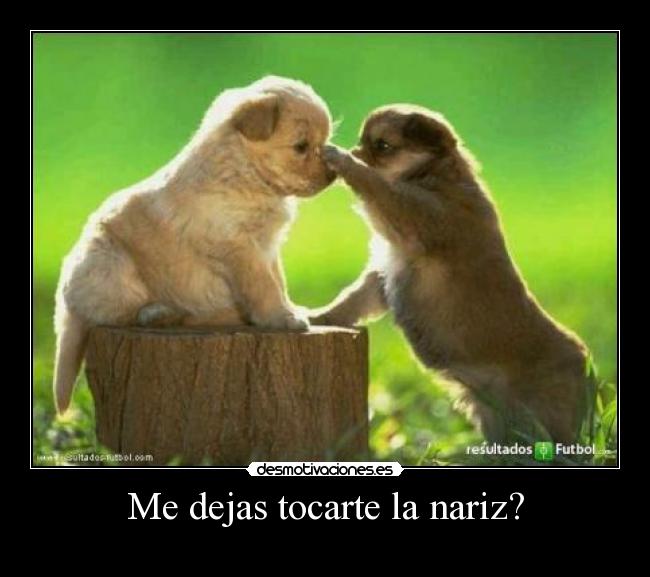 Me dejas tocarte la nariz? -