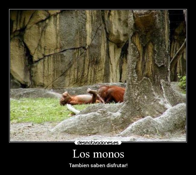 Los monos - 