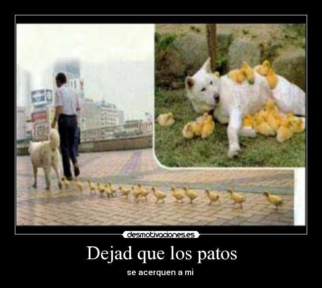 Dejad que los patos -