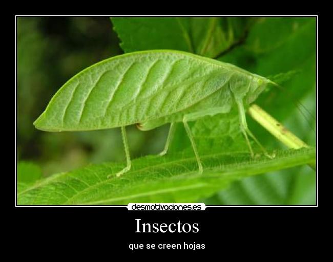 Insectos - que se creen hojas
