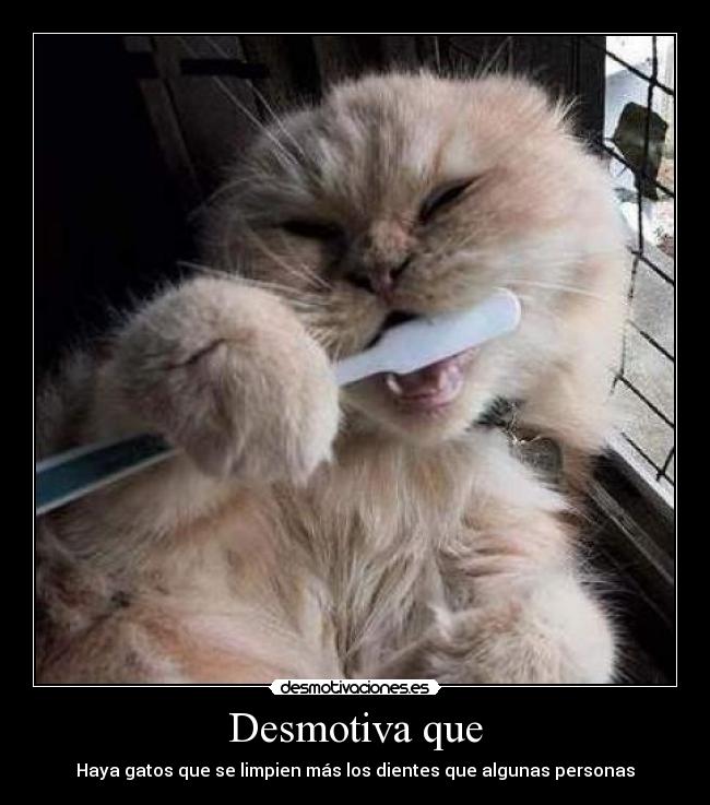 Desmotiva que - Haya gatos que se limpien más los dientes que algunas personas