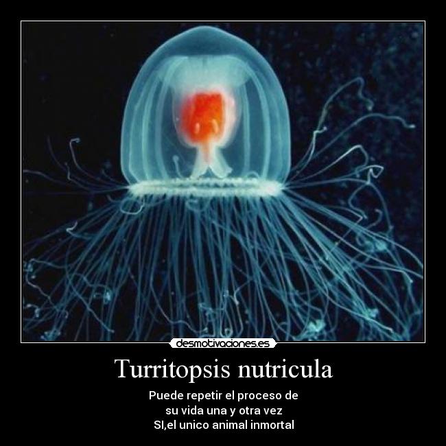Turritopsis nutricula - 