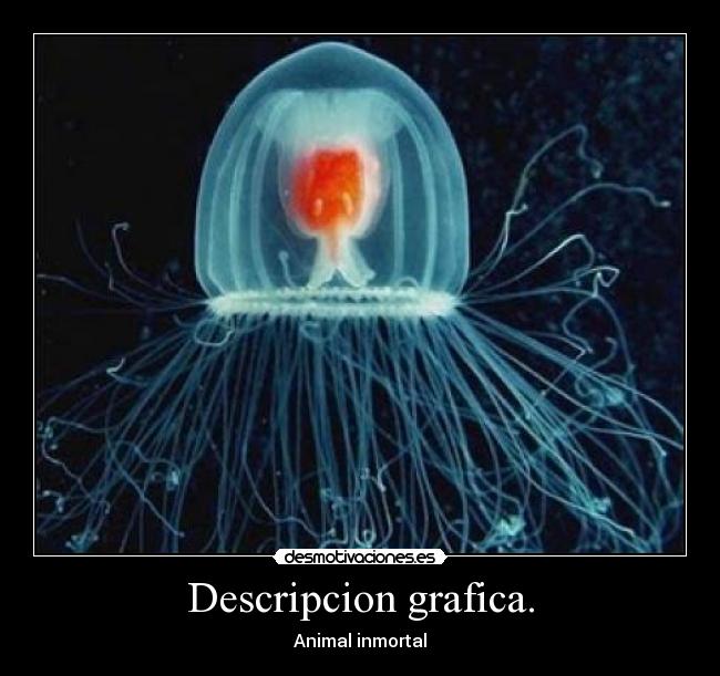 Descripcion grafica. -