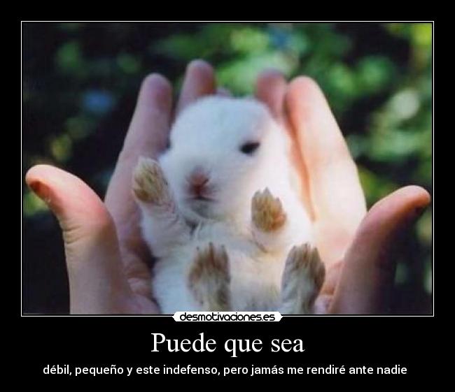 Puede que sea - débil, pequeño y este indefenso, pero jamás me rendiré ante nadie