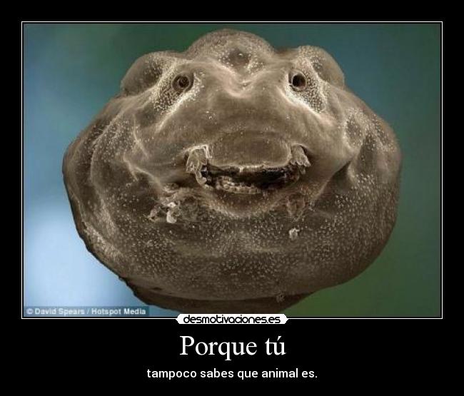 Porque tú - tampoco sabes que animal es.