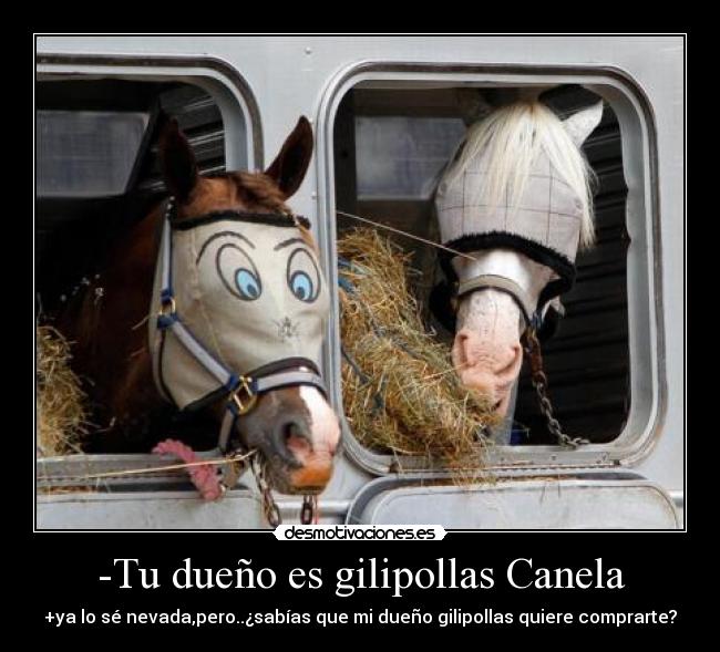 -Tu dueño es gilipollas Canela - +ya lo sé nevada,pero..¿sabías que mi dueño gilipollas quiere comprarte?