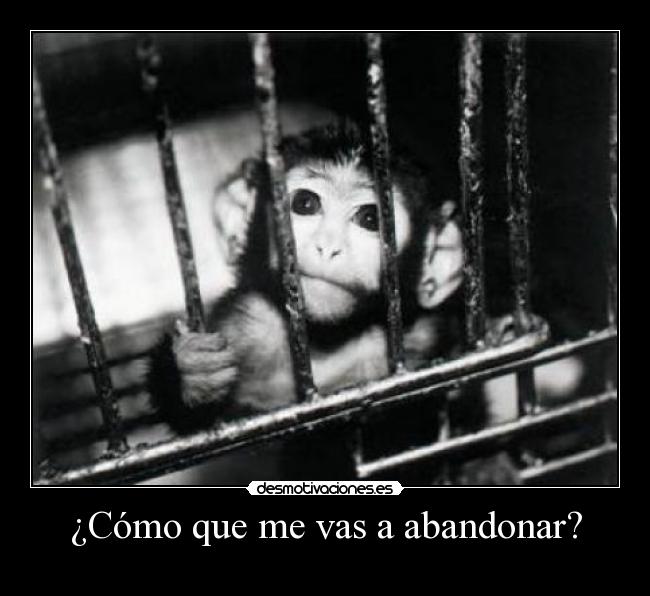 ¿Cómo que me vas a abandonar? - 