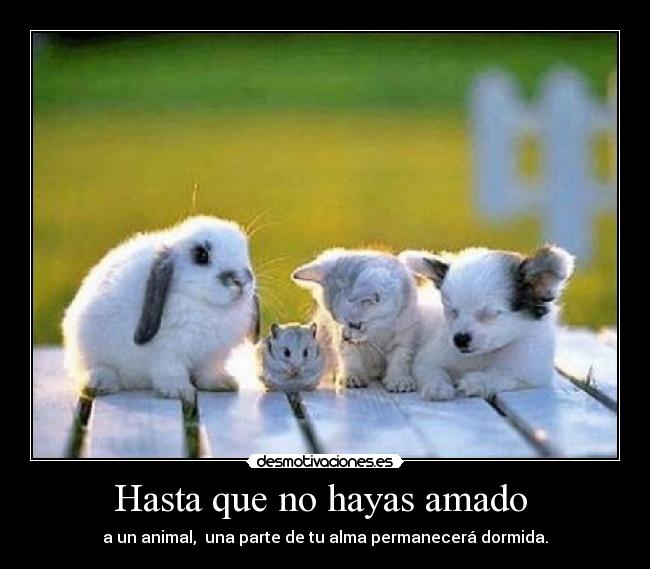 Hasta que no hayas amado - a un animal, una parte de tu alma permanecerá dormida.