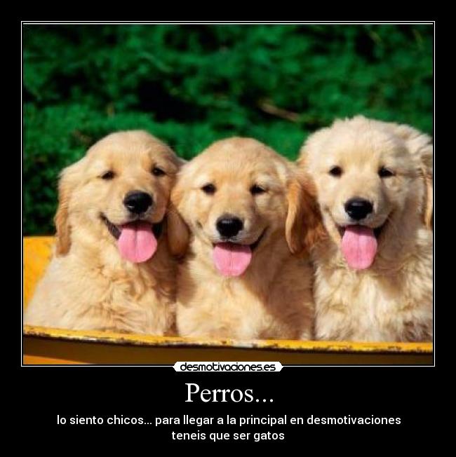 Perros... - lo siento chicos... para llegar a la principal en desmotivaciones teneis que ser gatos