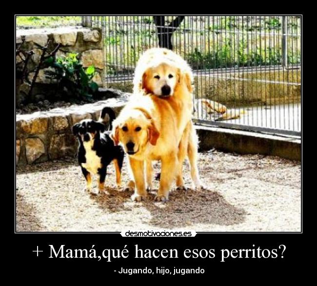 + Mamá,qué hacen esos perritos? -