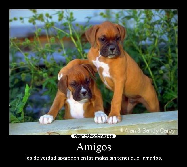 Amigos -