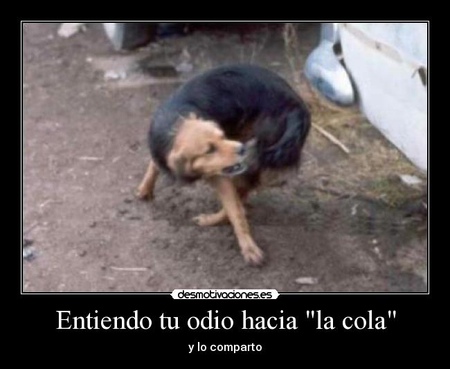 carteles odio perro cola odio desmotivaciones