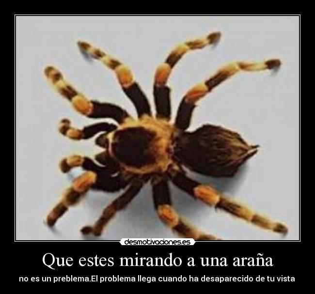 carteles aranas desmotivaciones