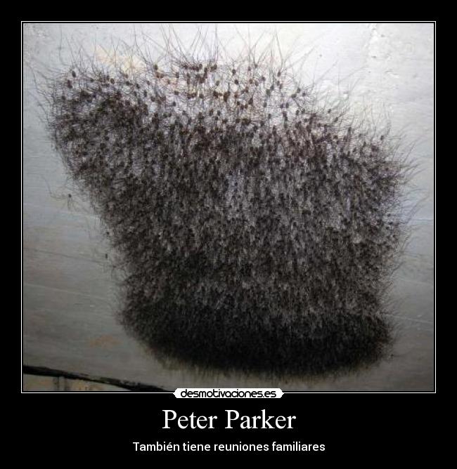 carteles peter desmotivaciones