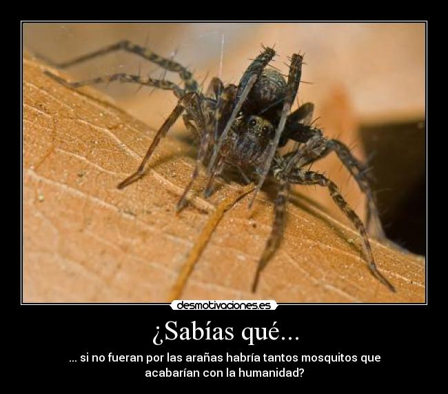 ¿Sabías qué... - ... si no fueran por las arañas habría tantos mosquitos que
acabarían con la humanidad?