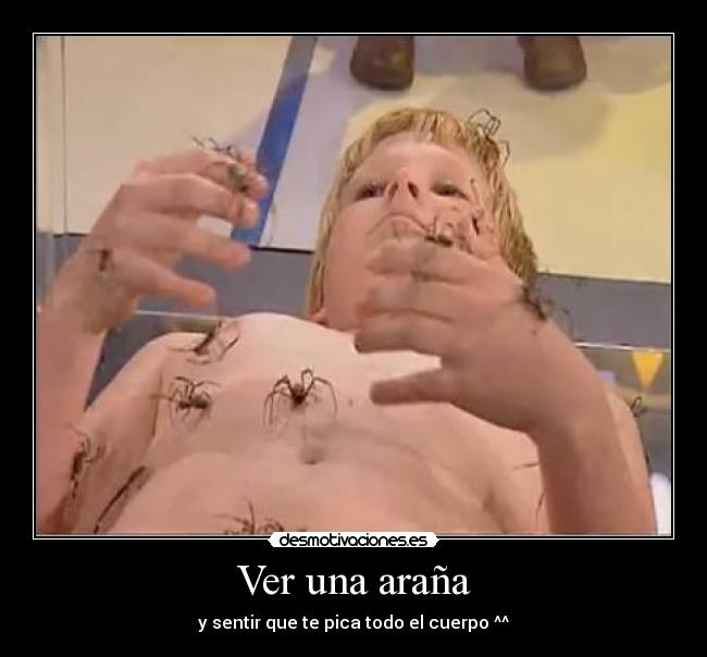 Ver una araña - 