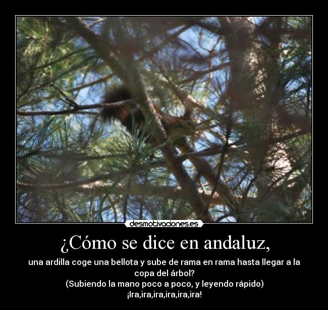 ¿Cómo se dice en andaluz, - una ardilla coge una bellota y sube de rama en rama hasta llegar a la copa del árbol?
(Subiendo la mano poco a poco, y leyendo rápido)
¡Ira,ira,ira,ira,ira,ira!
