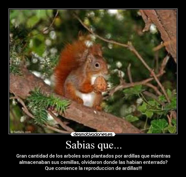 Sabias que... - Gran cantidad de los arboles son plantados por ardillas que mientras
almacenaban sus cemillas, olvidaron donde las habian enterrado?
Que comience la reproduccion de ardillas!!!