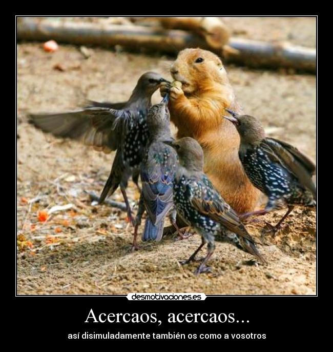 Acercaos, acercaos... - 