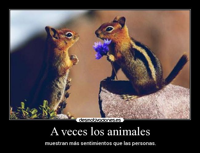 A veces los animales -