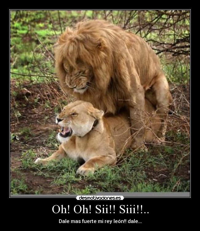 Oh! Oh! Sii!! Siii!!.. -