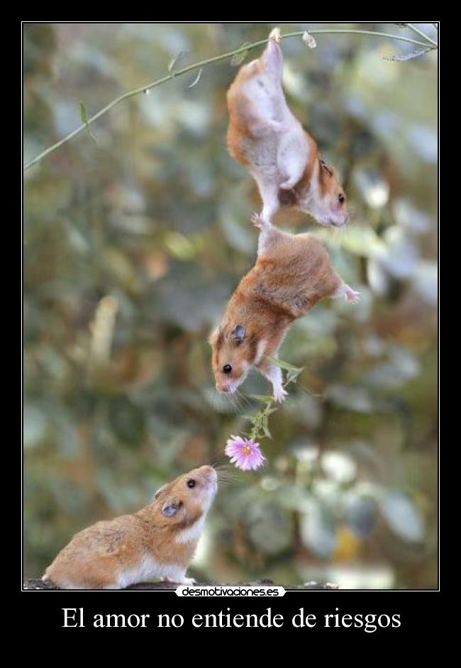 El amor no entiende de riesgos -