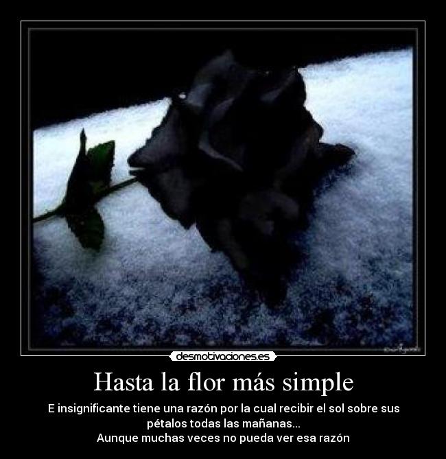 carteles flor desmotivaciones