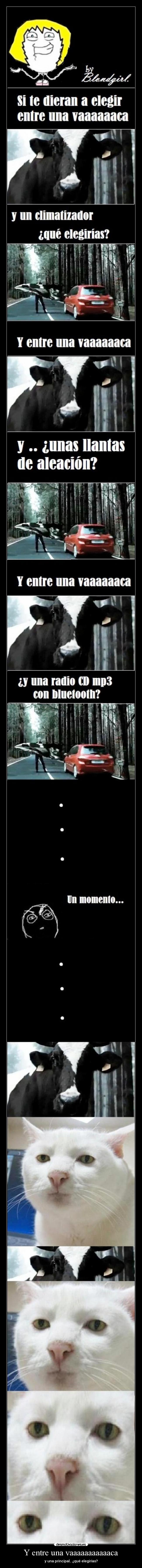 Y entre una vaaaaaaaaaaaca - y una principal.. ¿qué elegirías?