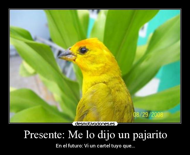 Presente: Me lo dijo un pajarito -