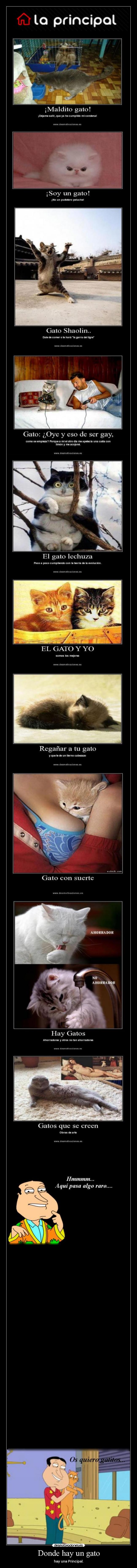 Donde hay un gato -