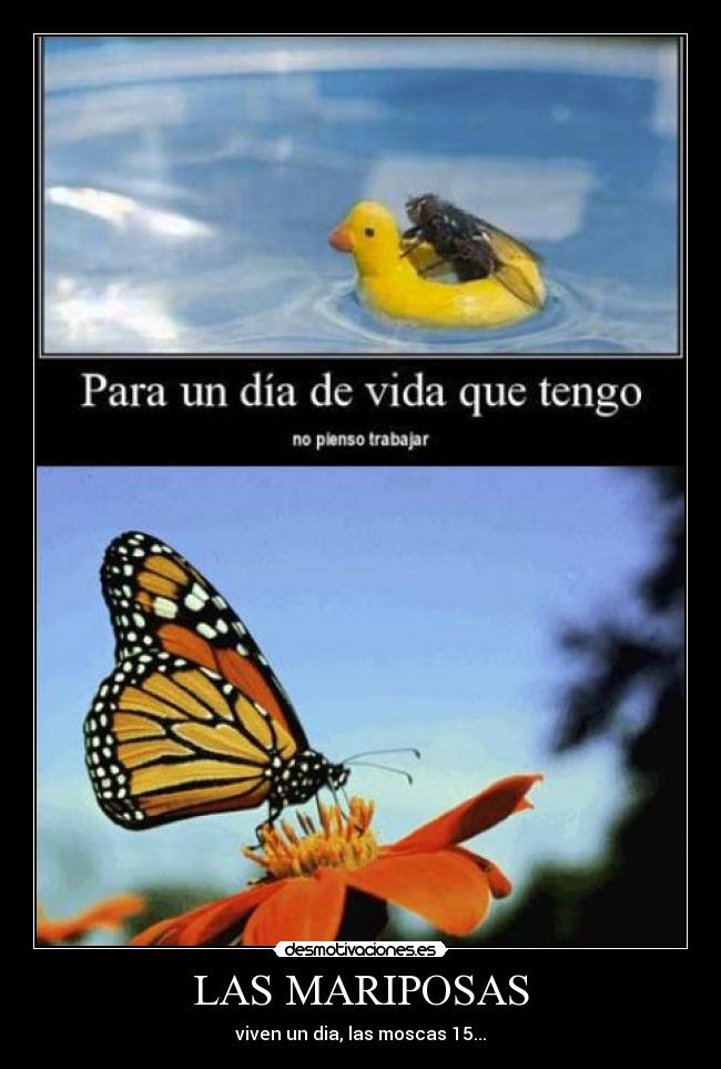 LAS MARIPOSAS - 
