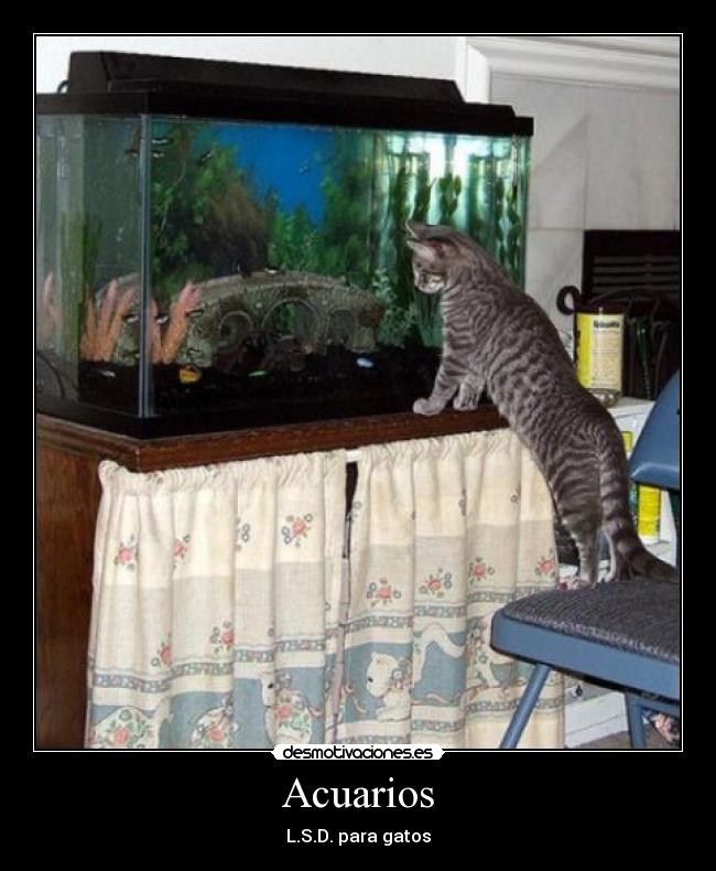 carteles acuarios desmotivaciones