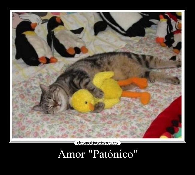 carteles amor pato gato desmotivaciones