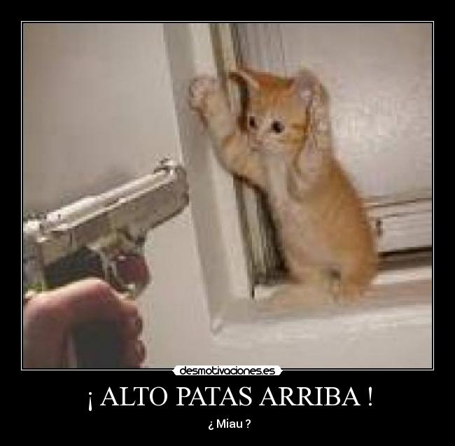 ¡ ALTO PATAS ARRIBA ! - ¿ Miau ?