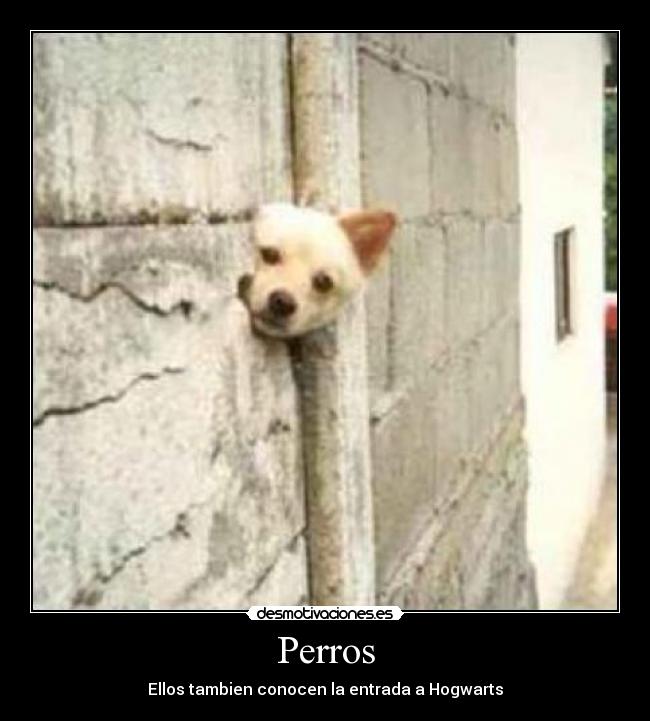 Perros - Ellos tambien conocen la entrada a Hogwarts