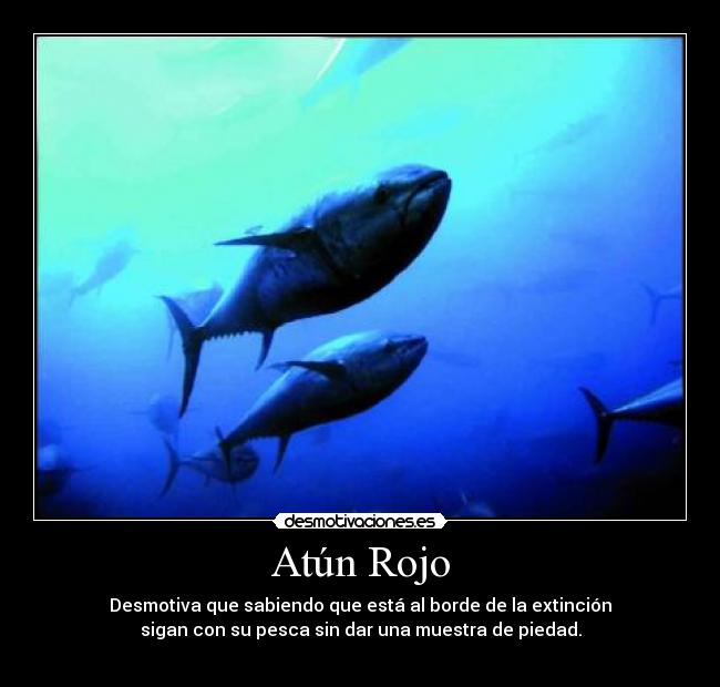Atún Rojo - 