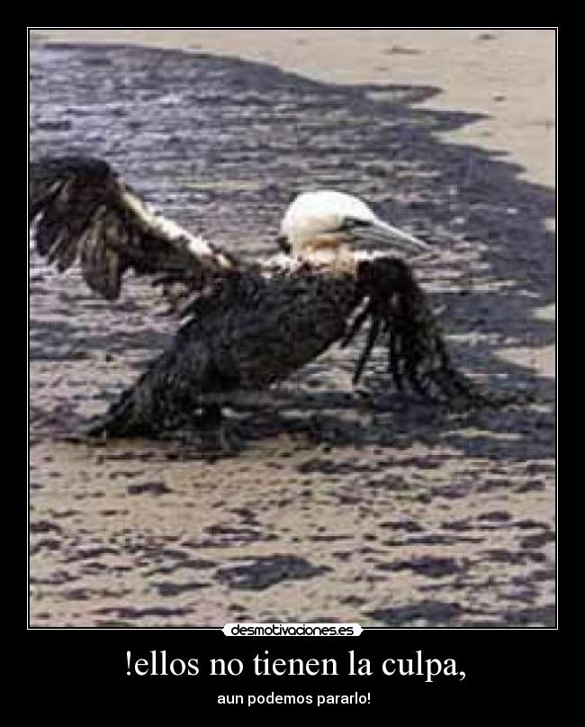 !ellos no tienen la culpa, - 